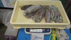 みなべ堺グランド横　ヤエンでアオリイカの釣果