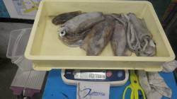 みなべ堺グランド横　ヤエンでアオリイカの釣…