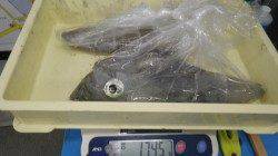 みなべ一本松漁港　ヤエンでアオリイカ～800ｇ