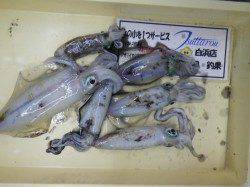 見草漁港　ウキ釣りでアオリイカ好調
