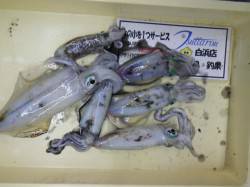 見草漁港　ウキ釣りでアオリイカ好調