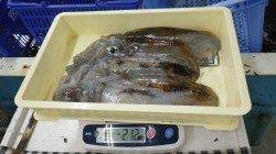 白浜　エギングにてアオリイカ3杯で計2.2kg