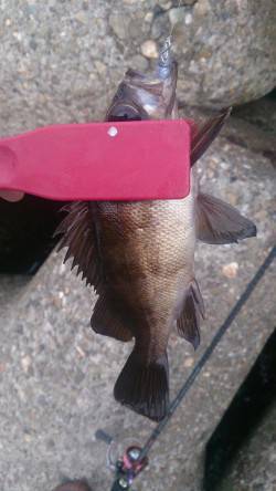 泉佐野　ルアーでカマス・メバル・ガシラなど…