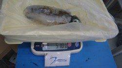 みなべ堺堤防、ヤエン釣りでアオリイカ