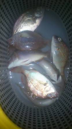 兵庫突堤　投げ釣りでキス＆チャリコ　タチウ…