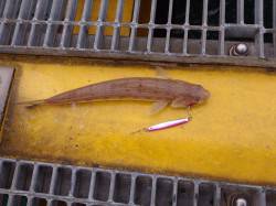 海洋つり場にてアオリイカ　同行者のカワハギ…