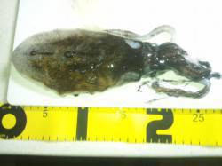 舞子にてエギング　渋い中何とか粘ってアオリ…