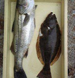 岸和田一文字　沖の北でヒラメ47cm&スズキ63cm　旧赤灯ではアジ大漁