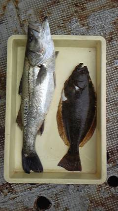 岸和田一文字　沖の北でヒラメ47cm&am…