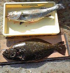 岸和田一文字・沖のカーブでヒラメ64cmとスズキ66cm