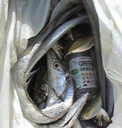 岸和田一文字・沖のカーブでヒラメ64cmとスズキ66cm