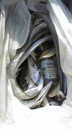 岸和田一文字・沖のカーブでヒラメ64cmとスズキ66cm