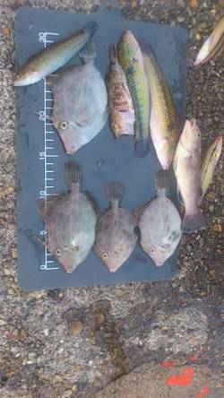 平磯海づり公園で投げ&探り釣り　イ…