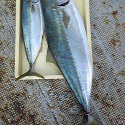 岸和田一文字・沖の北でメジロ60cmとブリ90cm！メジロが小さく見えます…