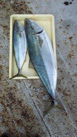 岸和田一文字・沖の北でメジロ60cmとブリ90cm！メジロが小さく見えます…