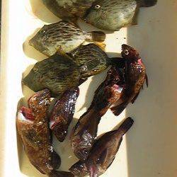 沖の北、探り釣りでカワハギ20匹☆　メバルやガシラも釣れています