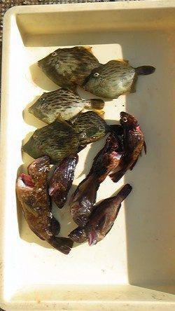 沖の北、探り釣りでカワハギ20匹☆　メバルやガシラも釣れています