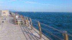 初の翼港で投げ釣り&探り釣り 色々な魚種が釣れました