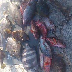 初の翼港で投げ釣り&探り釣り 色々な魚種が釣れました