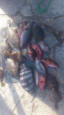 初の翼港で投げ釣り&探り釣り 色々な魚種が釣れました