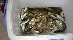 柴山でサビキ釣り☆アジ・イワシの大群で入れ…