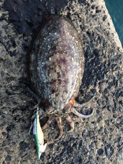 栖原漁港のエギングでコウイカ　周辺ランガン…