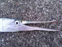 佐野漁港　バイブレーションでハマチヒットも…