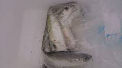 灘浜にて念願のタチウオＧＥＴ　アタリもかな…