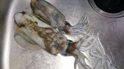 小島　エギングでのアオリイカ釣果　潮が緩ん…