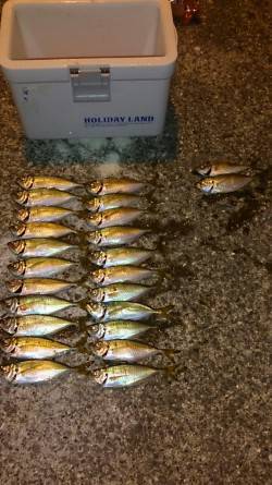 兵突アジング　0.6gの軽いJHでシェイキ…