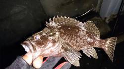 須磨周辺　ガシラの接岸具合を調査〜まだ20…