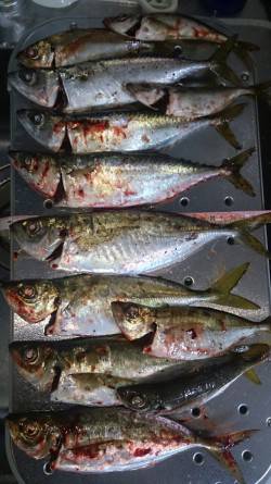 大阪南港　激寒の中のアジング釣行　回遊待ち…