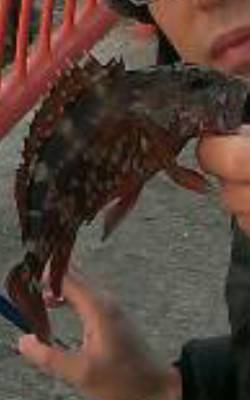 家族で平磯海釣り公園へ♫　お子様がウキ釣り…