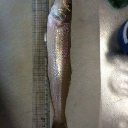 養老　エギング不発でガシラと遊び、砂浜ではキス30cmが釣れビックリ！