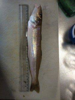 養老　エギング不発でガシラと遊び、砂浜ではキス30cmが釣れビックリ！