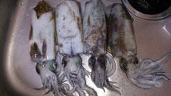 小島エギングでアオリイカ　シャロータイプの…