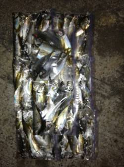 助松埠頭　アジングでアジ〜26cm77尾☆…