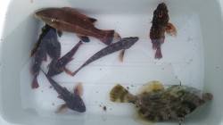平磯でカワハギ・オコゼ、新浜漁港にてコブダ…