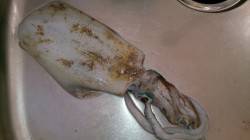 小島でエギング　粘って何とか1杯