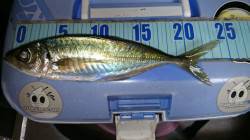 柴山港アジング&サビキ　お子様のア…