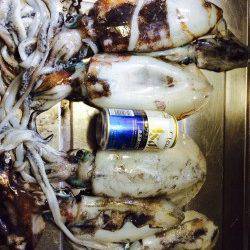 和歌山円月島前にてヤエンでアオリイカ　７戦６勝１敗の好成績でした