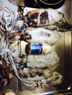 和歌山円月島前にてヤエンでアオリイカ　７戦６勝１敗の好成績でした