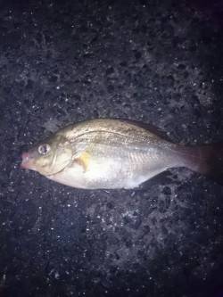 兵庫突堤　午後７時ごろからのタチウオ狙い