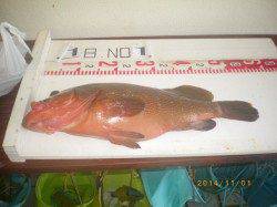 姫路市立遊漁センター　ウキ釣りアコウ＆ヒラメの美味しい釣果