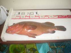 姫路市立遊漁センター　ウキ釣りアコウ＆ヒラ…