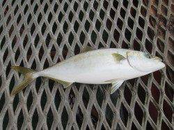 尼崎市立魚つり公園　今年はサヨリがたくさん、足元や内向きでも！