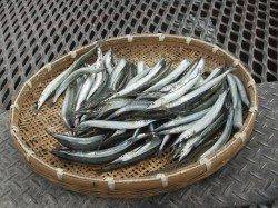 尼崎市立魚つり公園　今年はサヨリがたくさん、足元や内向きでも！