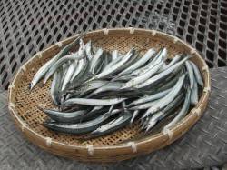 尼崎市立魚つり公園　今年はサヨリがたくさん…