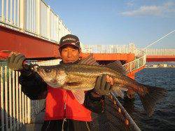 尼崎市立魚つり公園　良型スズキ・ハネが釣れています！