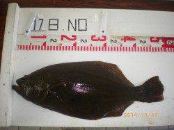 姫路市立遊漁センター　ヒラメ50cmが釣れました！